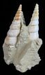 Fossil Gastropod (Haustator) Cluster - Damery, France #56384-1